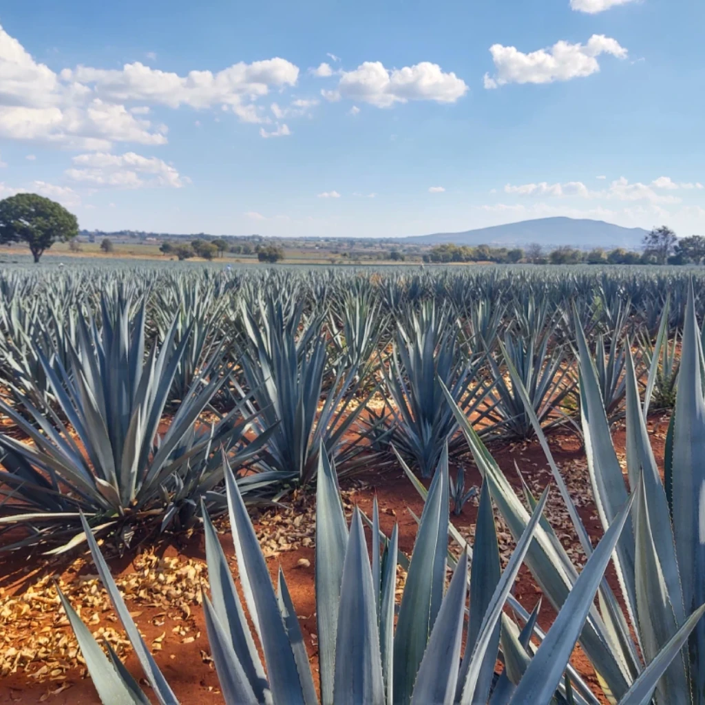 Agave