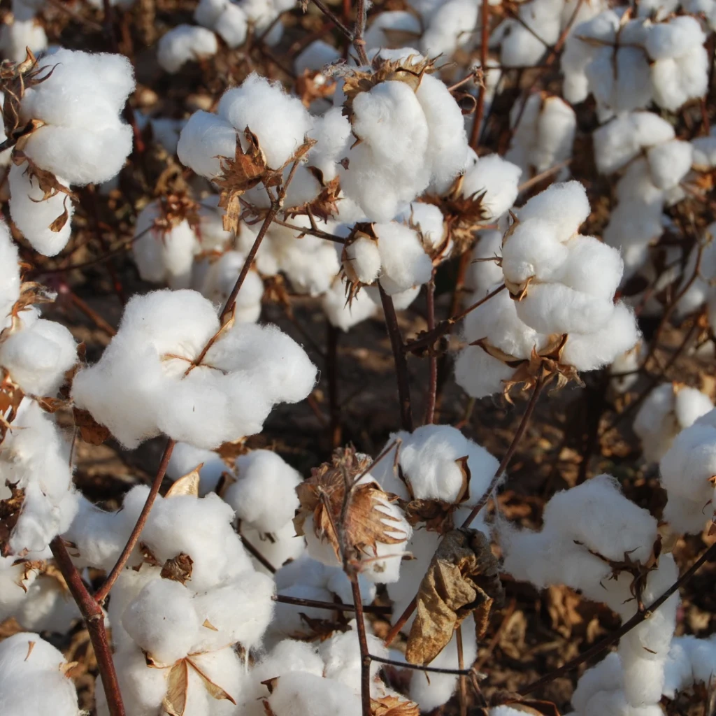 Algodón